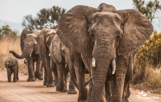 faune et flore en afrique du sud